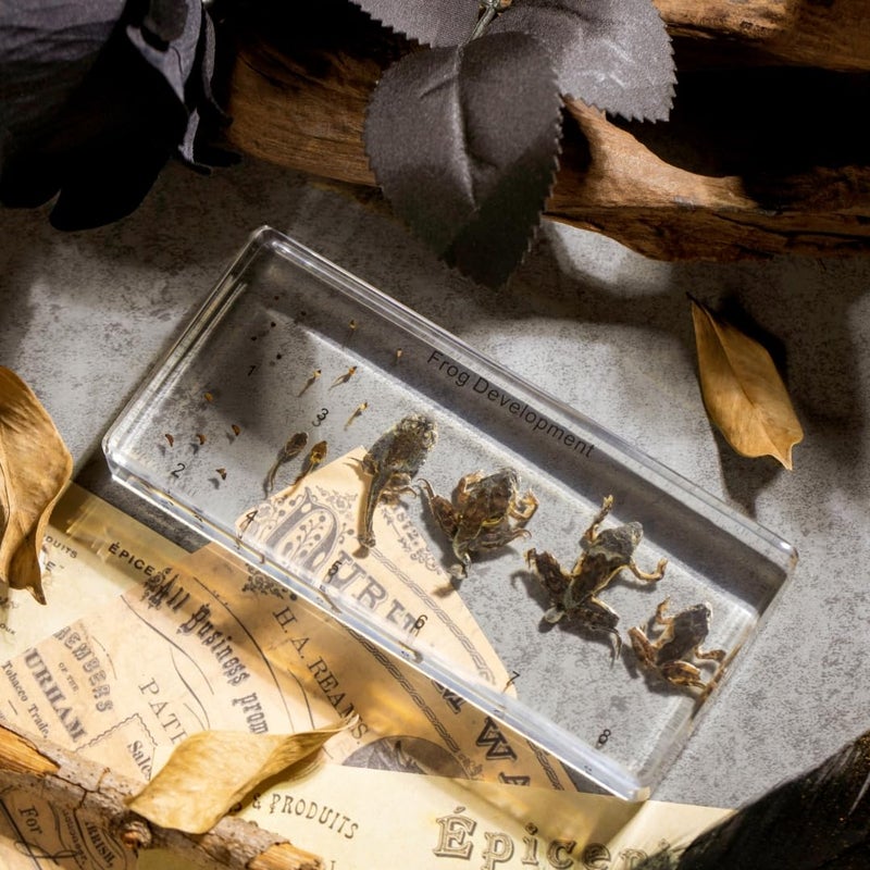 TOHTOFN Frog Development Specimen in Resin - Transparent Resin Block Showing Life Cycle from Egg to Adult Frog (5.5 x 2.5 x 0.8 Inches) - Image 5